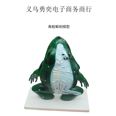青蛙解剖教學(xué)模型 提升生物課堂效果的理想教具