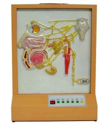 頭面部自主神經(jīng)分布電動(dòng)模型——現(xiàn)代醫(yī)學(xué)教學(xué)的理想教具